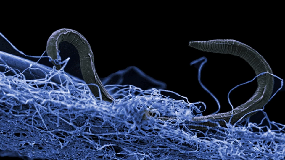 Το πιο ανέγγιχτο οικοσύστημα του πλανήτη έχει όγκο διπλάσιο από τον όγκο όλων των ωκεανών